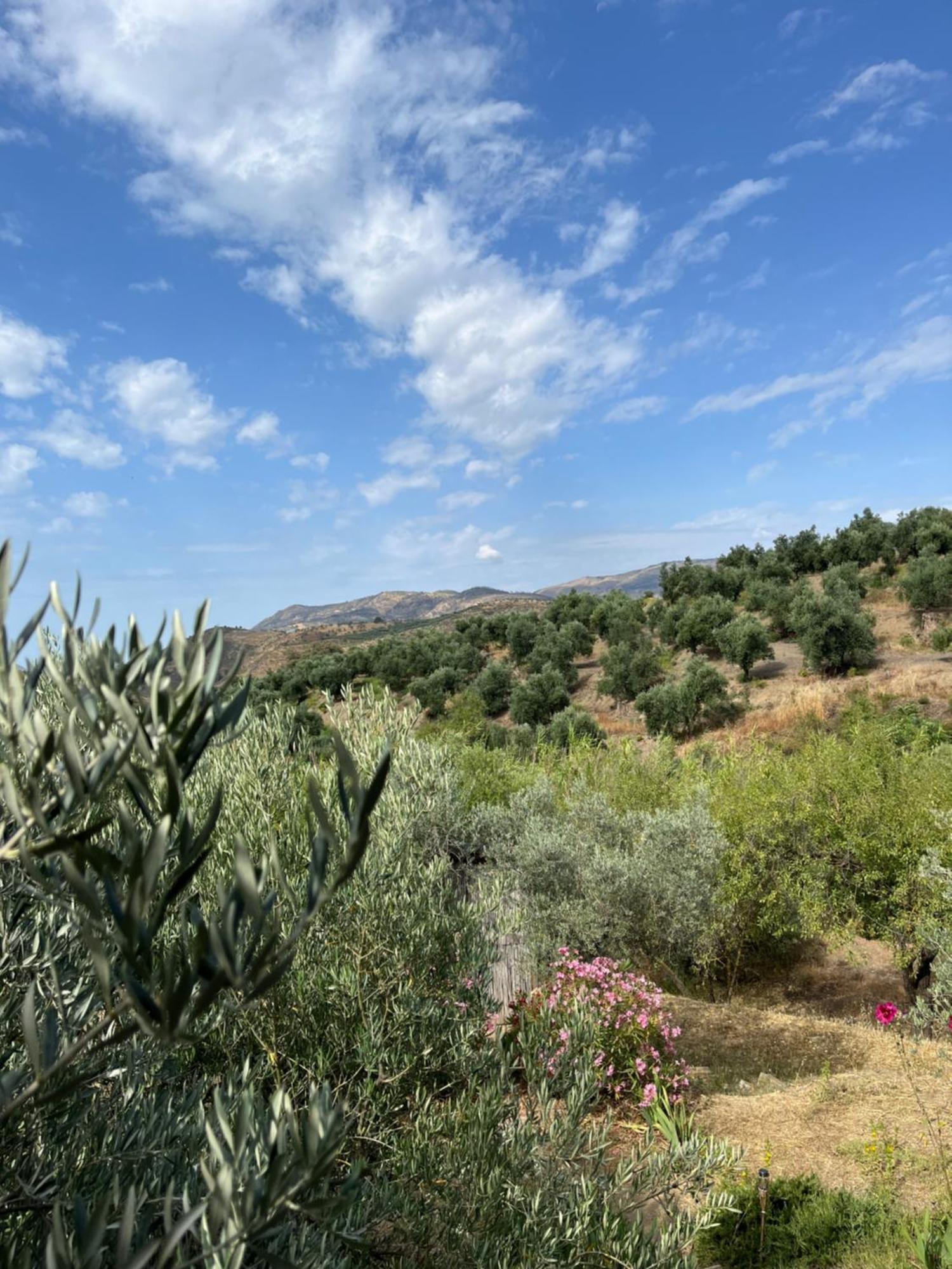 Cortijo Alhijra Big Yourte ลันจารอน ภายนอก รูปภาพ