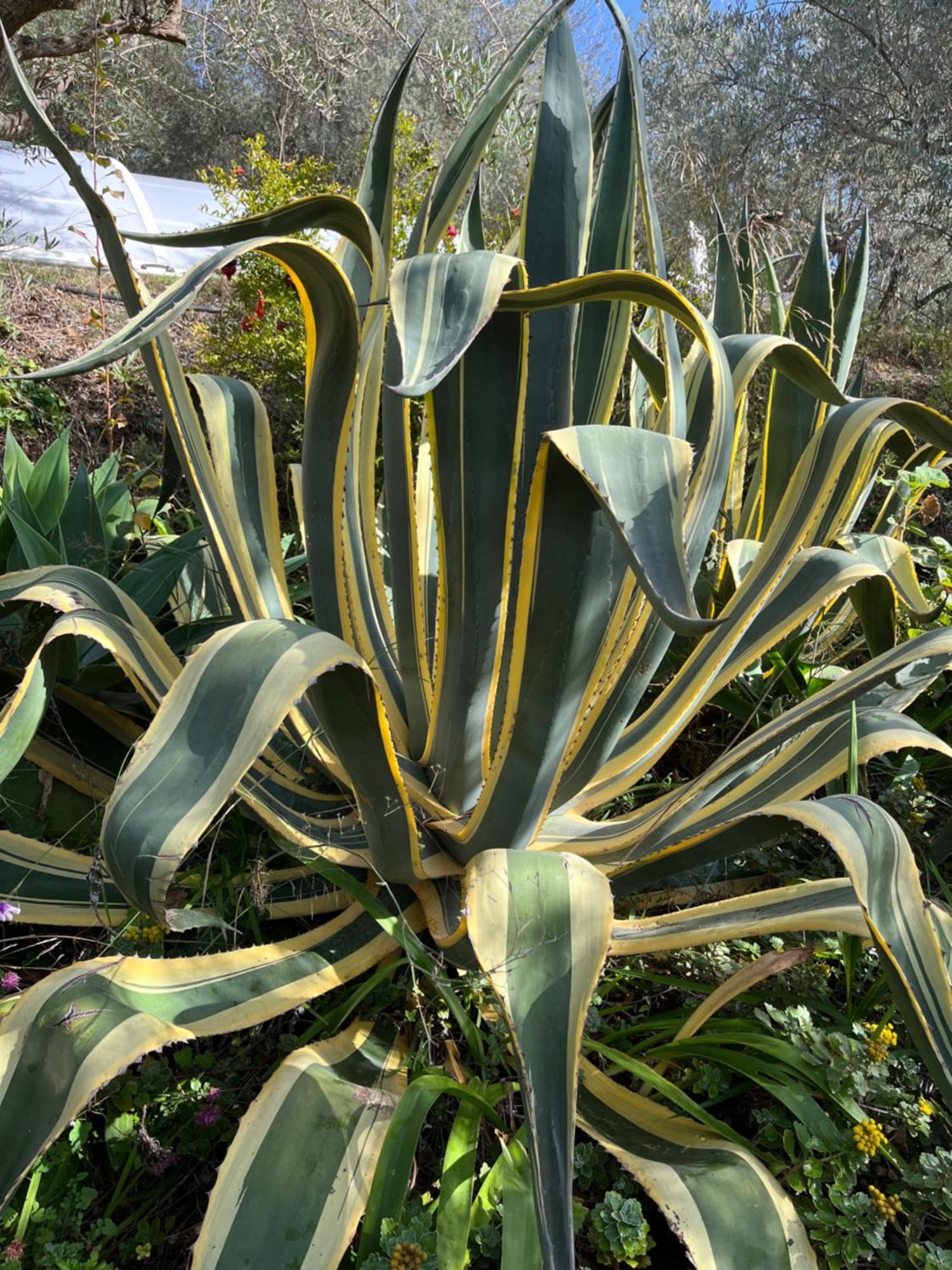 Cortijo Alhijra Big Yourte ลันจารอน ภายนอก รูปภาพ
